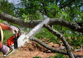 Best Tree and Shrub Care  in Grandview, MO