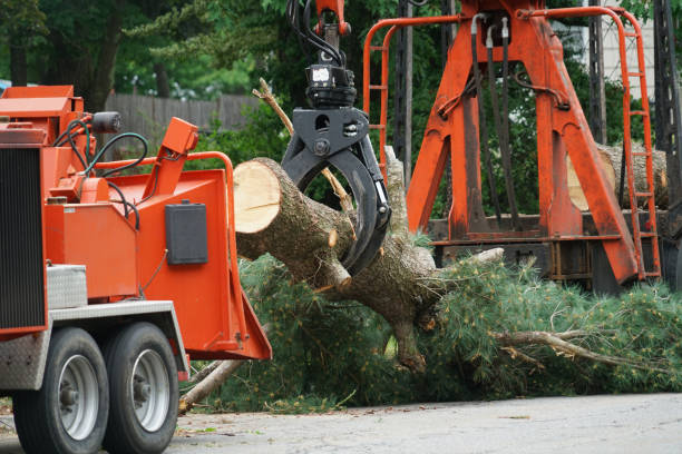 Best Root Management and Removal  in Grandview, MO